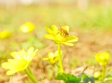 Городские цветы 8-го марта