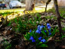 Городские цветы 8-го марта