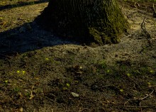 Городские цветы 8-го марта