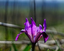 Весенние цветы Тузловских склонов