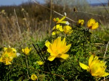 Весенние цветы Тузловских склонов
