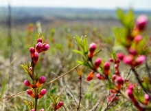 Весенние цветы Тузловских склонов