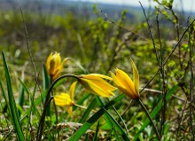 Весенние цветы Тузловских склонов