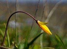 Весенние цветы Тузловских склонов
