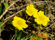 Весенние цветы Тузловских склонов