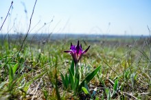 Весенние цветы Тузловских склонов