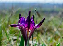 Весенние цветы Тузловских склонов