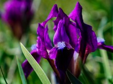 Весенние цветы Тузловских склонов