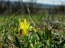 Весенние цветы Тузловских склонов