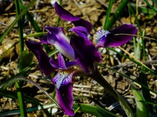 Весенние цветы Тузловских склонов