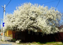 Цветение жерделы 