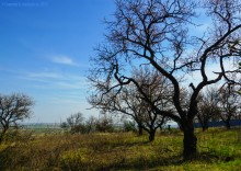 Цветение жерделы 