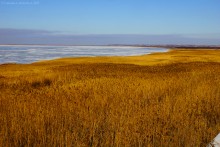 Тростник южный