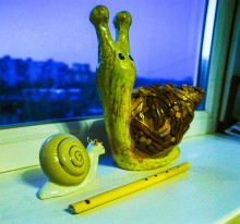 Тростник южный