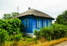 Тростник южный