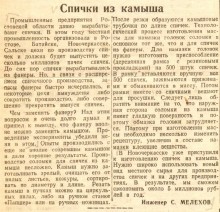 Тростник южный