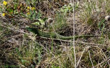 Весна в долине Тузлова