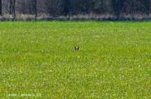 Весна в долине Тузлова