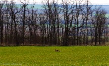 Весна в долине Тузлова