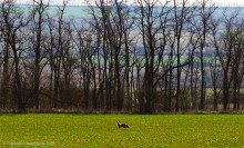 Весна в долине Тузлова