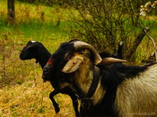 Флора и фауна аксайских склонов