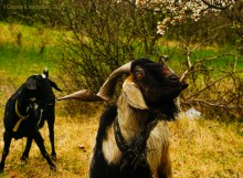 Флора и фауна аксайских склонов