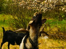 Флора и фауна аксайских склонов