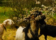 Флора и фауна аксайских склонов