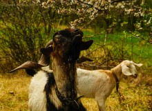 Флора и фауна аксайских склонов