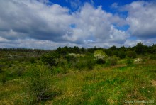 Аксайский склон в соснах у Александровки