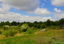 Аксайский склон в соснах у Александровки