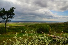 Аксайский склон в соснах у Александровки
