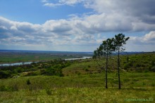 Аксайский склон в соснах у Александровки