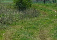 Аксайский склон в соснах у Александровки