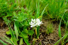 Мишкинские бугры