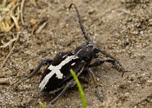 Мишкинские бугры