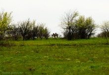 Мишкинские бугры