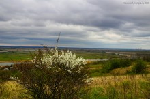Заброшенные сады у хутора Пчеловодный на Аксайских склонах