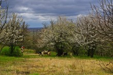 Заброшенные сады у хутора Пчеловодный на Аксайских склонах