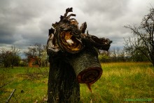 Заброшенные сады у хутора Пчеловодный на Аксайских склонах