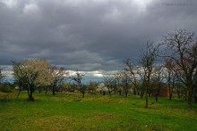 Заброшенные сады у хутора Пчеловодный на Аксайских склонах