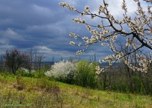 Заброшенные сады у хутора Пчеловодный на Аксайских склонах