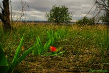 Заброшенные сады у хутора Пчеловодный на Аксайских склонах