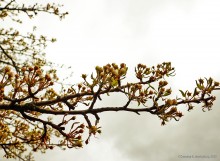 Заброшенные сады у хутора Пчеловодный на Аксайских склонах