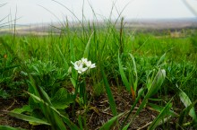 Птицемлечник Коха на Мишкинских буграх