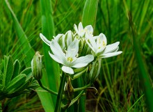 Птицемлечник Коха на Мишкинских буграх