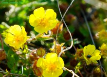 Междуречье Тузлова и Большого Несветая