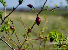 Междуречье Тузлова и Большого Несветая