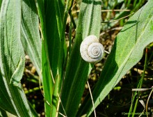 Междуречье Тузлова и Большого Несветая