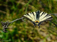 Междуречье Тузлова и Большого Несветая